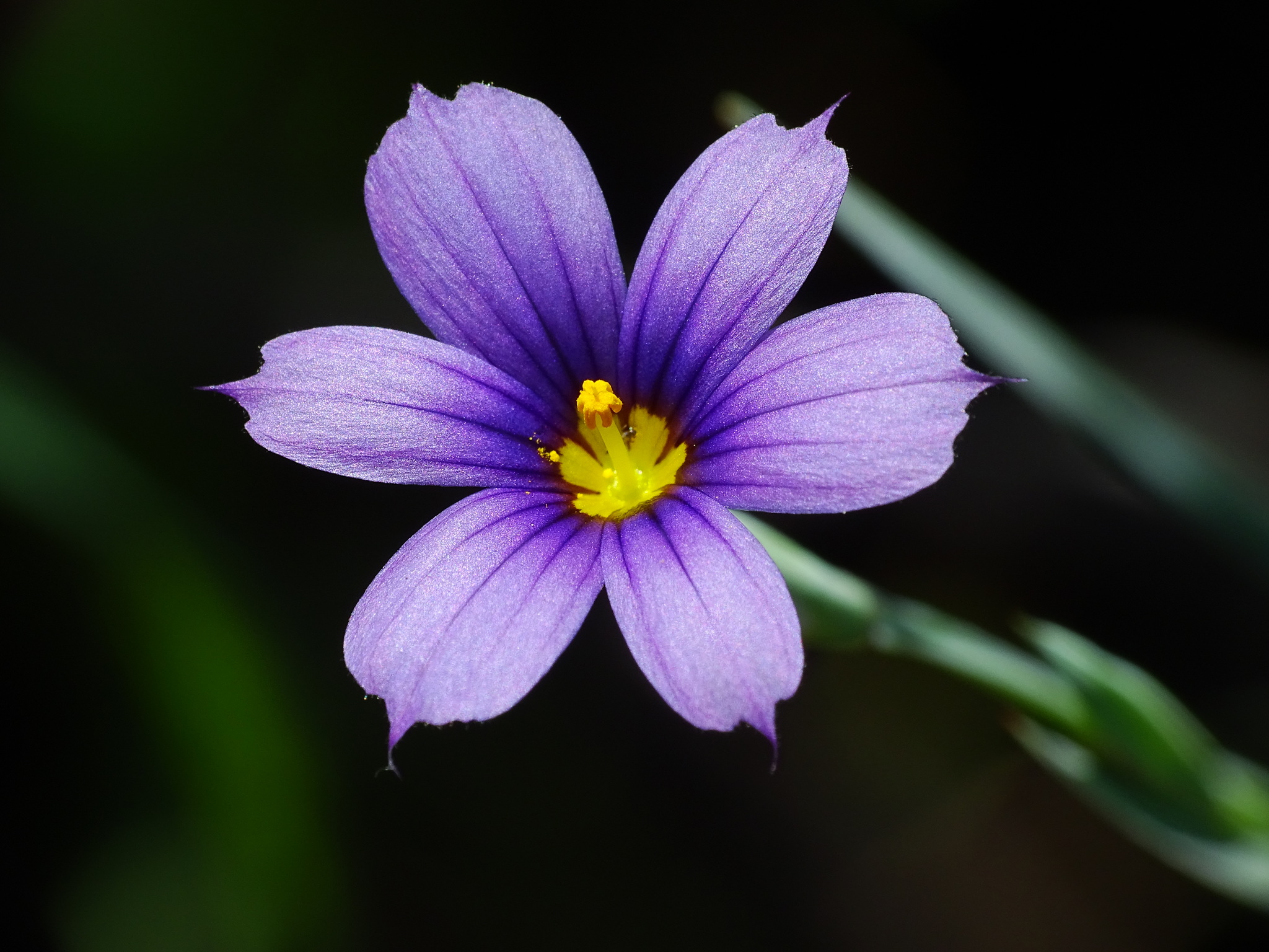 Sisyrinchium bellum