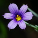 Western Blue-eyed Grass - Photo no rights reserved, uploaded by Jesse Rorabaugh