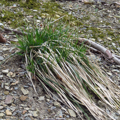 Carex communis