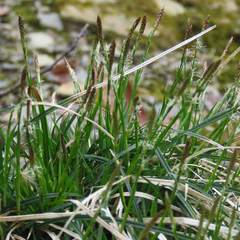 Carex communis