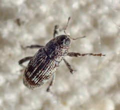 Cylindrocopturus