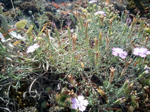 Dianthus hypanicus, photograph 3