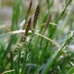 Carex communis