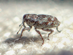 Cylindrocopturus
