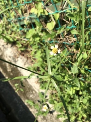 Tridax procumbens