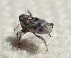 Cylindrocopturus