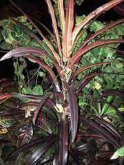 Codiaeum variegatum