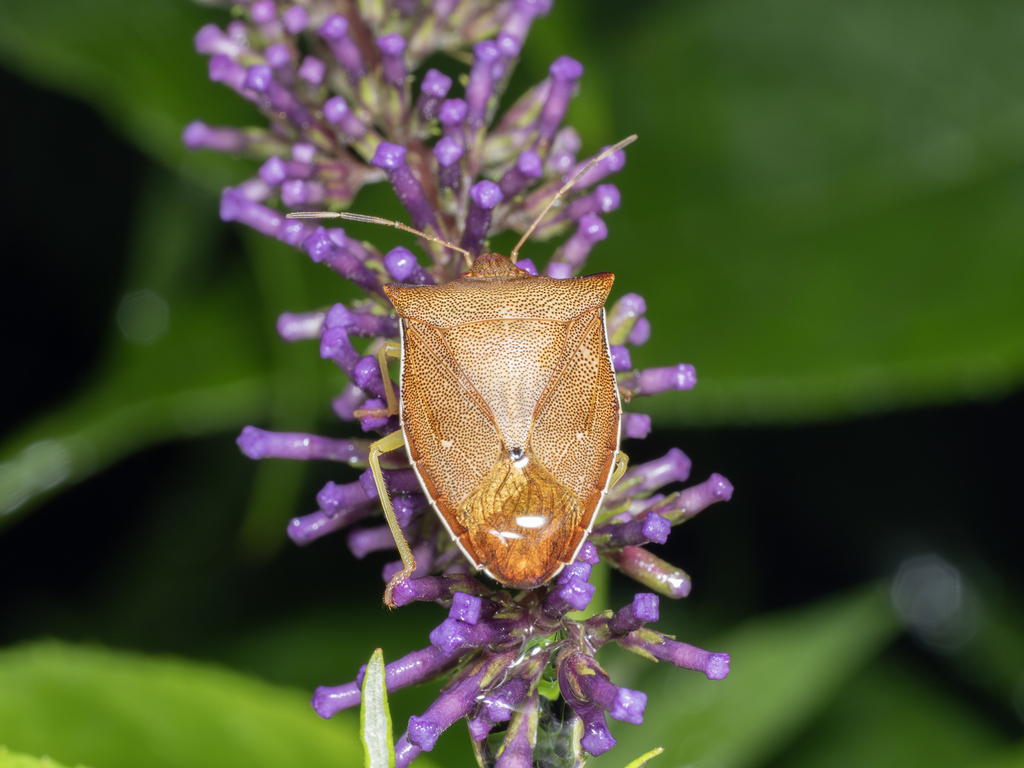 Priassus testaceus