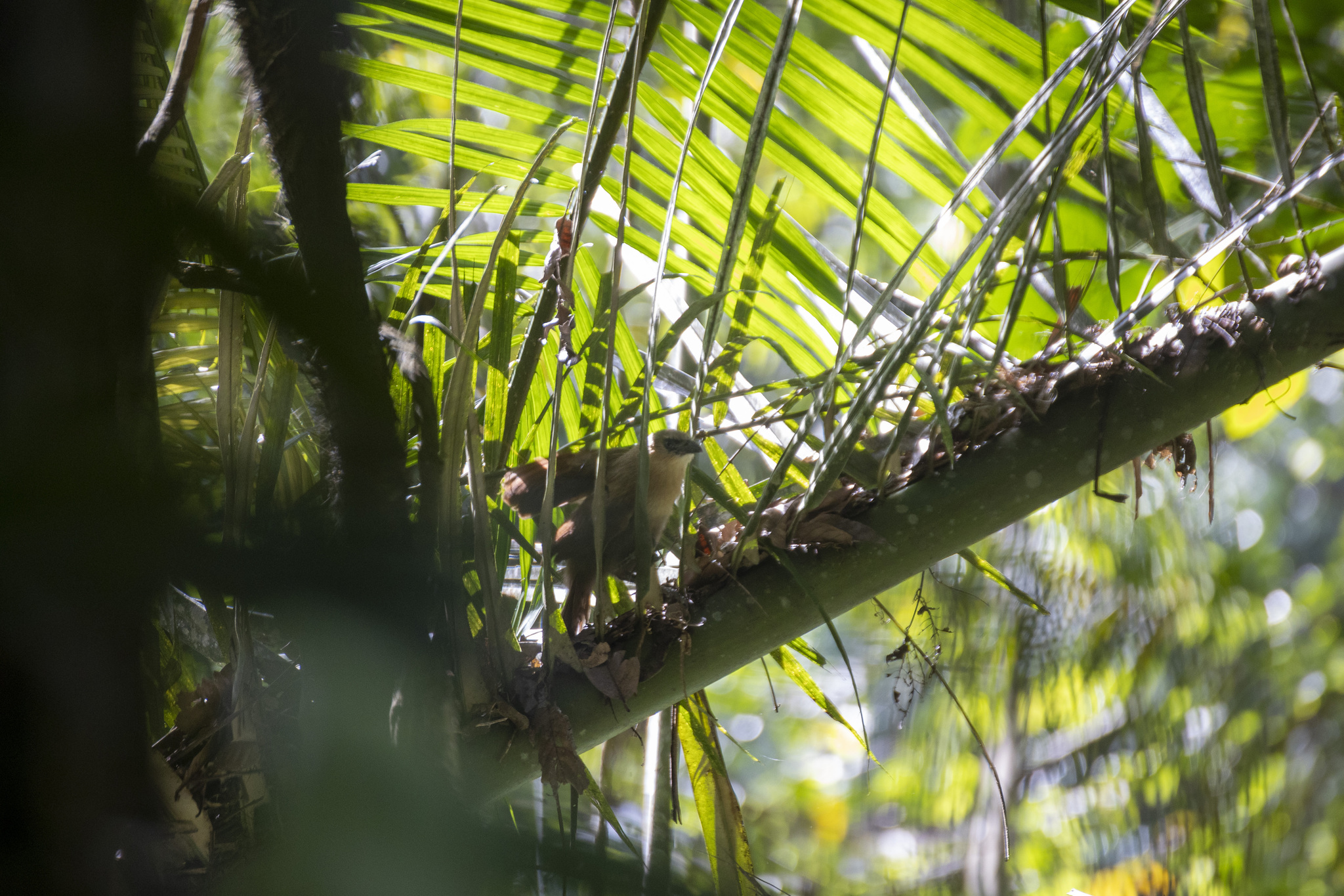 Bay Coucal (Centropus celebensis), photo 4