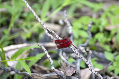 Neurothemis manadensis