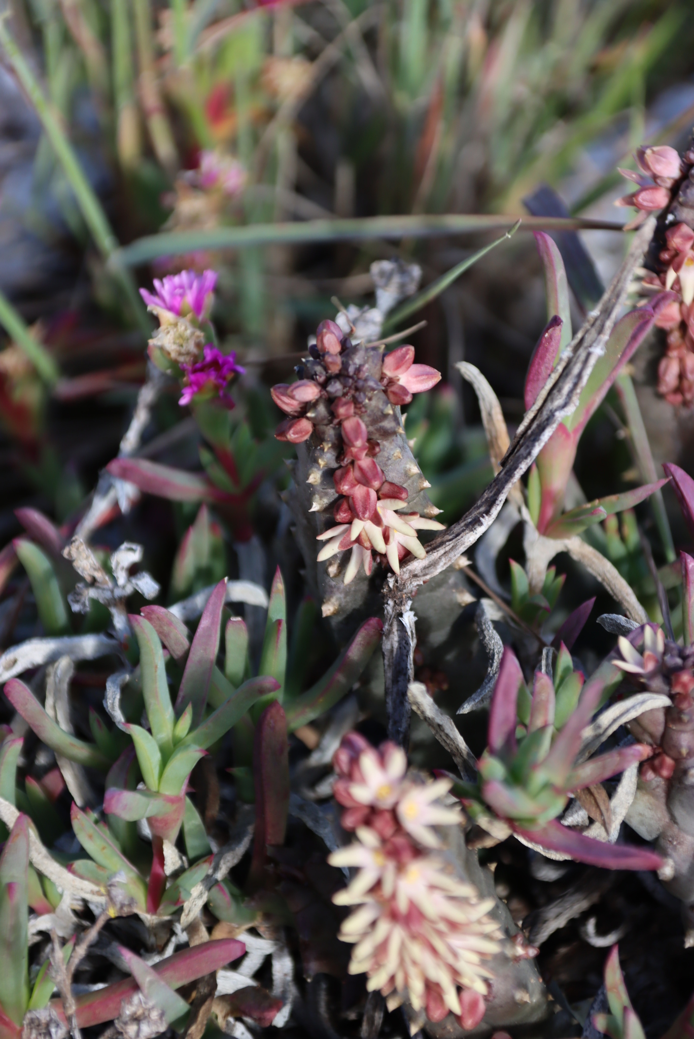 Stapelia incarnata L.f.