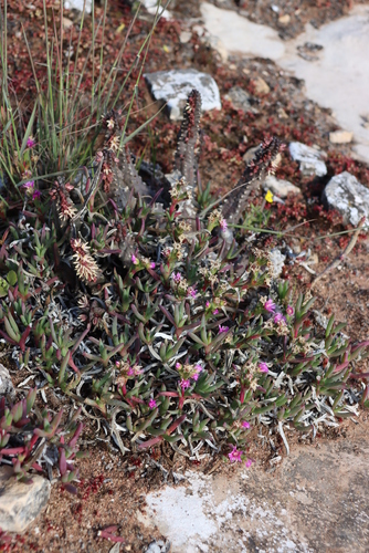Ceropegia incarnata