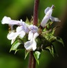 Salvia mellifera - Photo Ningún derecho reservado, subido por Jesse Rorabaugh