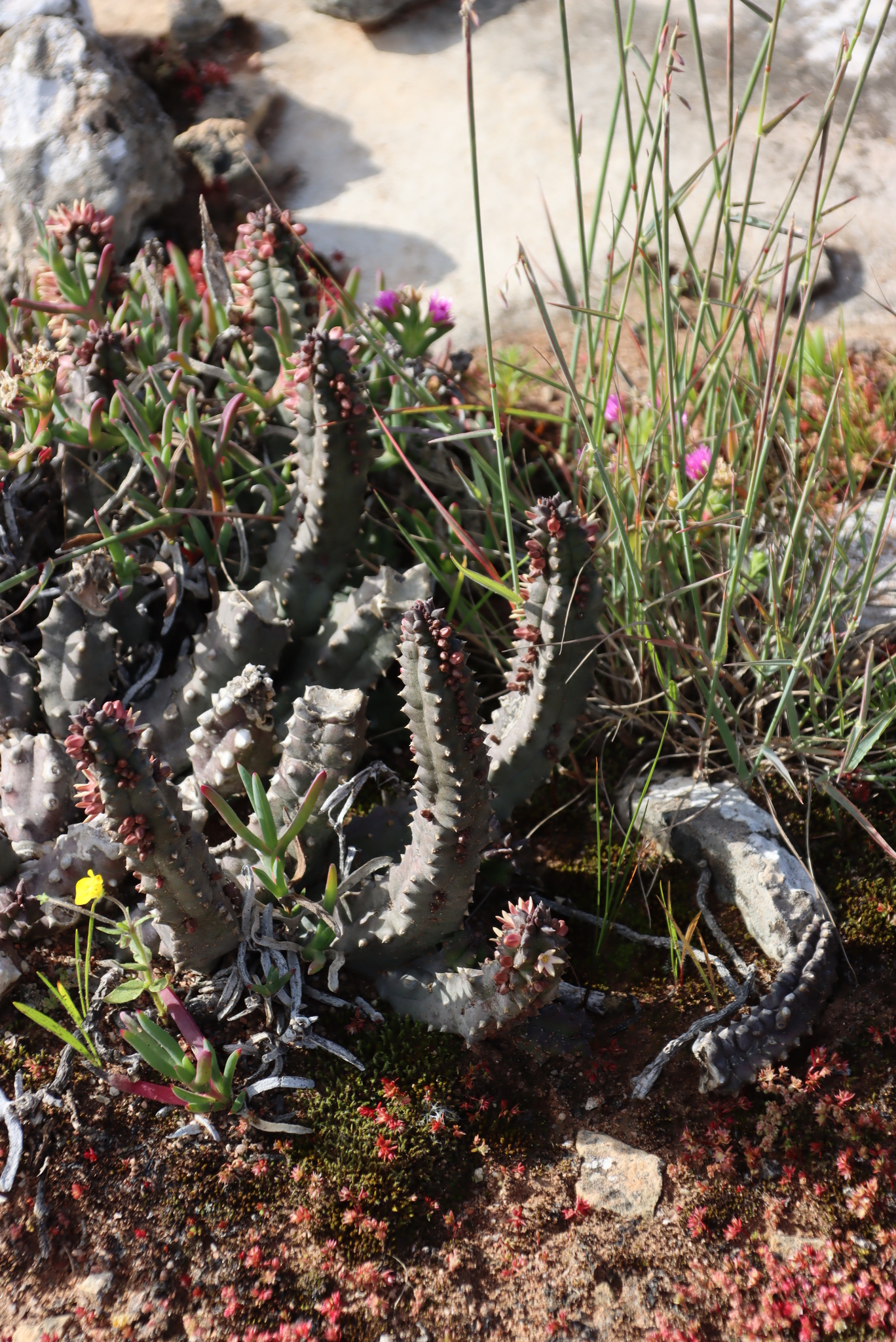 Stapelia incarnata L.f. 2