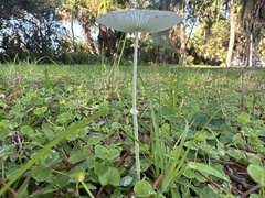 Leucocoprinus fragilissimus image