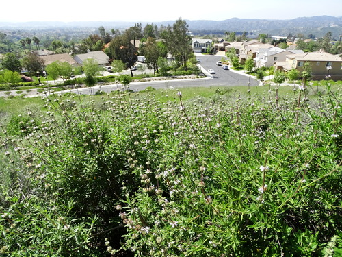 Salvia mellifera