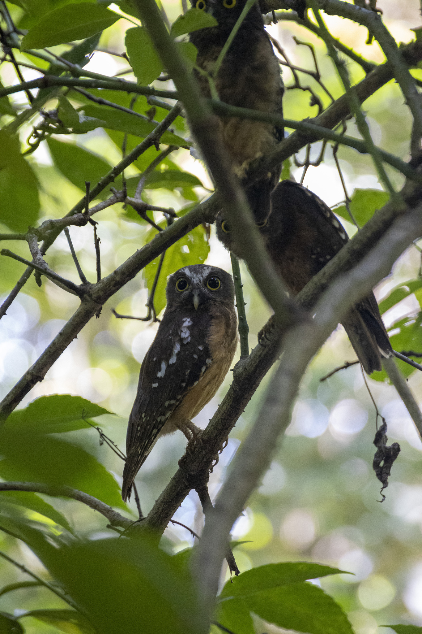 Ochre-bellied Boobook (Ninox ochracea), photo 1