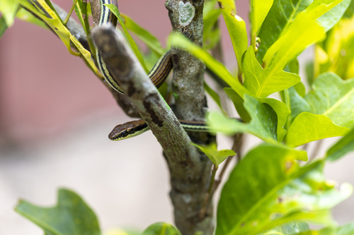 Terrific Bronzeback, Dendrelaphis terrificus