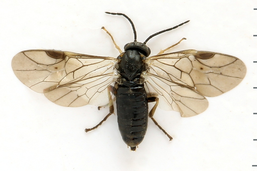 Black Spruce Sawfly