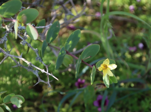 Image of Roepera cordifolia by (c) Tony Rebelo, some rights reserved (CC BY-SA)