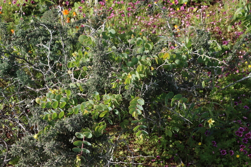 Image of Roepera cordifolia by (c) Tony Rebelo, some rights reserved (CC BY-SA)