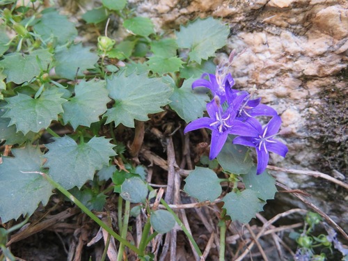 Adriatic bellflower (Campanula elatines)