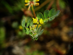 Acmispon micranthus