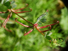 Acmispon micranthus