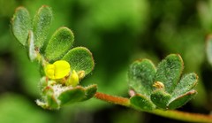 Acmispon micranthus