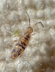 Entomobrya suzannae