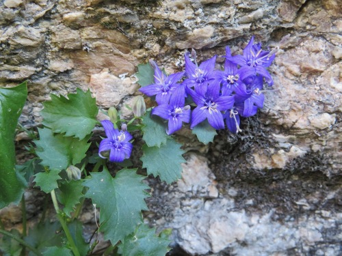 Image of Campanula elatines by (c) Marco Mussita, some rights reserved (CC BY)