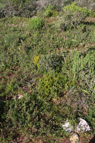Image of Thesium spinosum by (c) Tony Rebelo, some rights reserved (CC BY-SA)