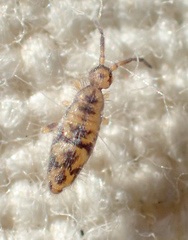 Entomobrya suzannae