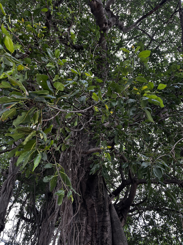 Figs from Burugunte Village, Survey No 66, Bikkanahalli Main Rd ...