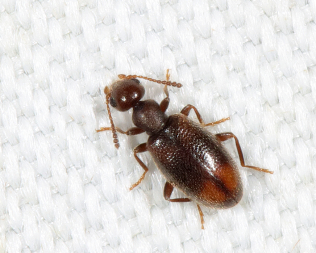 Sapintus lemniscatus