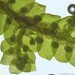 Jubula pennsylvanica - Photo (c) Vitaly Charny,  זכויות יוצרים חלקיות (CC BY-NC), הועלה על ידי Vitaly Charny