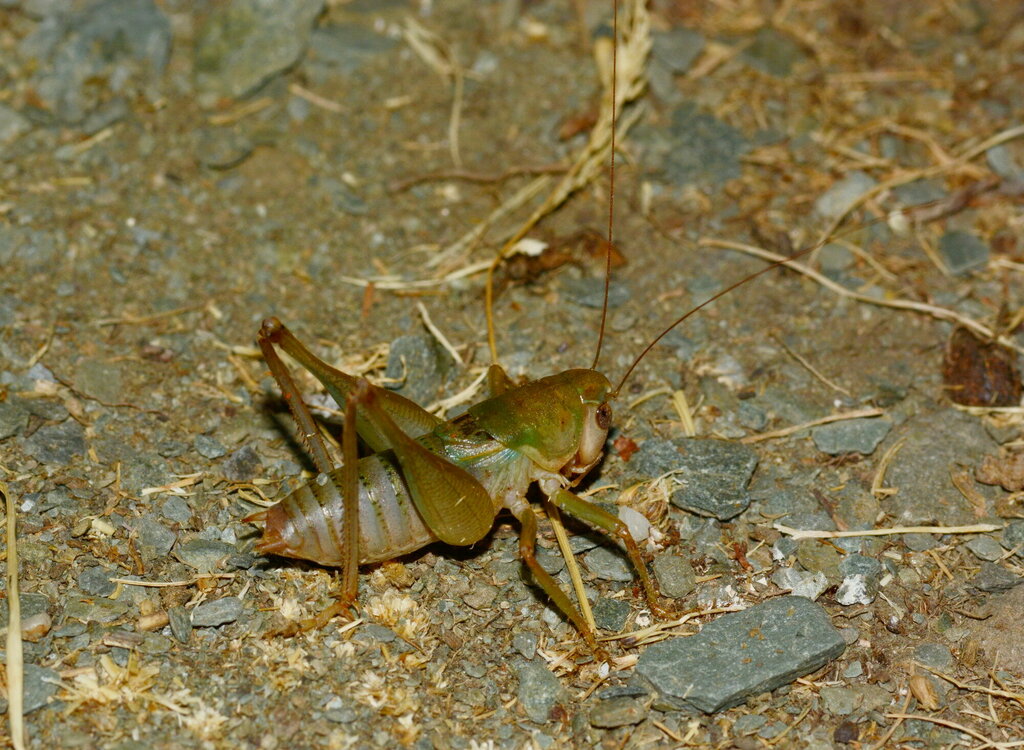Bergiola