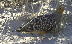 Namaqua Sandgrouse photo 4