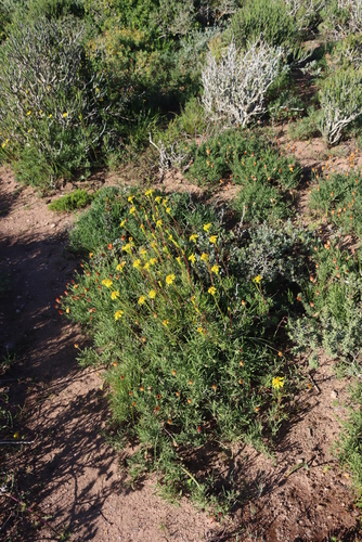 Image of Senecio aloides by (c) Tony Rebelo, some rights reserved (CC BY-SA)