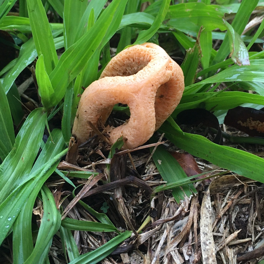 Clathrus columnatus · September 2023 · photo: © deboas (iNaturalist, cc0)