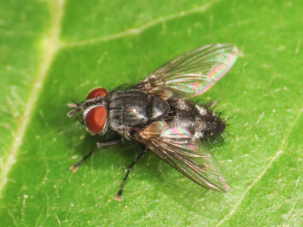 Paratryphera