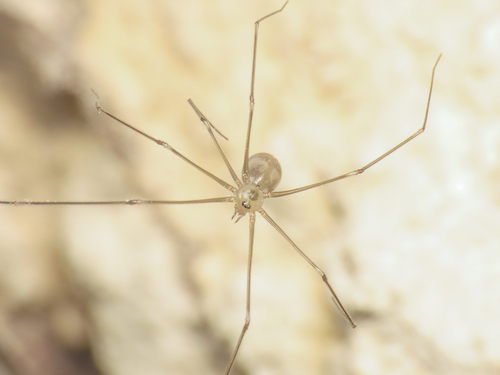 Long-bodied cellar spider