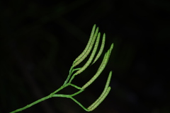 Diphasiastrum multispicatum image