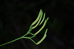 Diphasiastrum multispicatum image