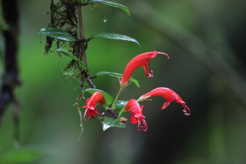 Aeschynanthus garrettii