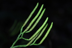 Diphasiastrum multispicatum image