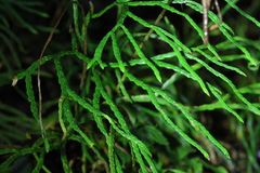 Diphasiastrum multispicatum image