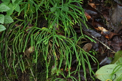 Diphasiastrum multispicatum image