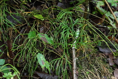Diphasiastrum multispicatum image