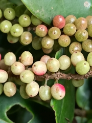 Antidesma montanum
